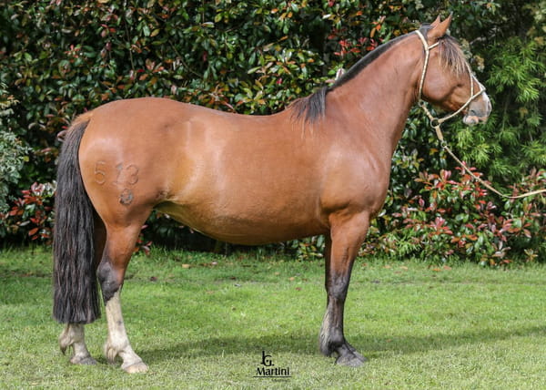 Lote Pandora Caraguatá