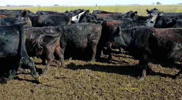 Lote 162 Novillitos en General Pirán, Buenos Aires