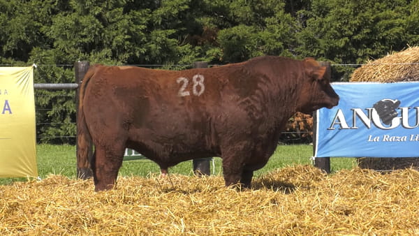 28 -  40186C — TOROS ANGUS PURO CONTROLADO