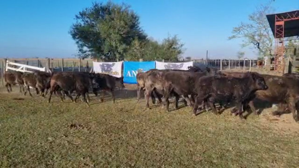 Lote 70 Terneros en Brandsen, Buenos Aires