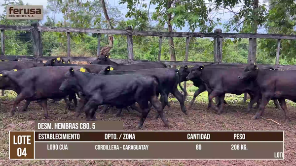 Lote LOTE 4