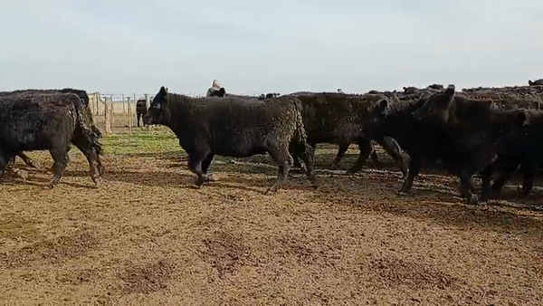 Lote 94 Vaquillonas en Buenos Aires, Necochea
