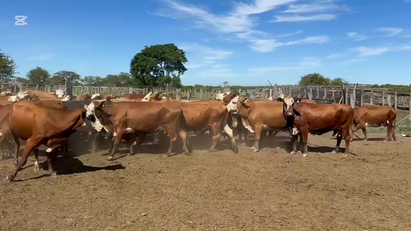 Lote 120 Vacas CUT con cría