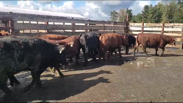 Lote 20 Vaquilla Gorda en Los Ángeles, VIII Región Biobío