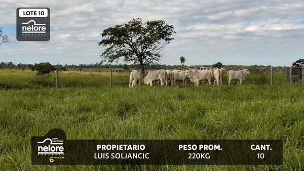 Lote LOTE 10