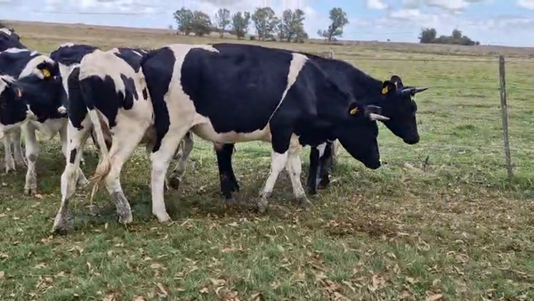 Lote 11 Novillos, San José