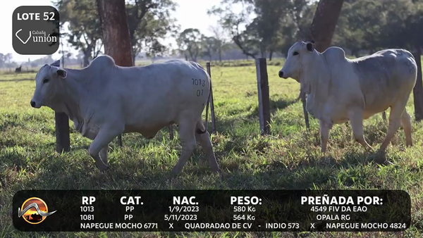 Lote LOTE 52