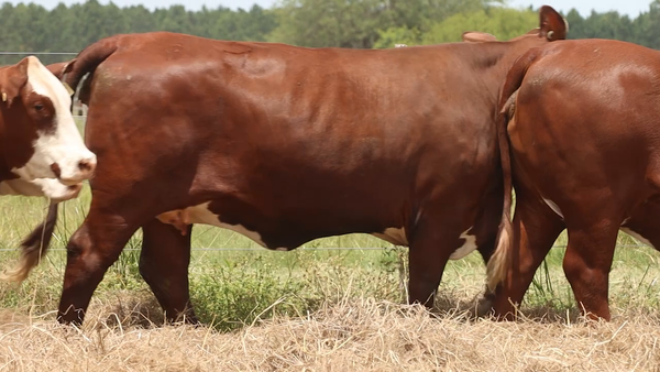 Lote 6 Vaquillonas preñadas