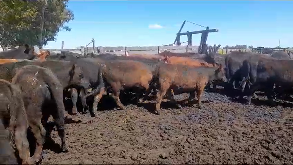 Lote 100 Terneros/as en Laprida, Buenos Aires