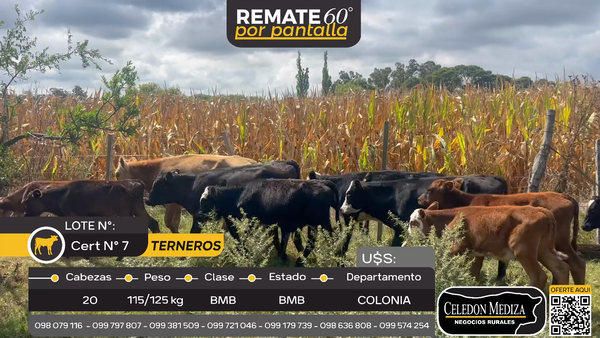 Lote 20 Terneros en La Horqueta, Colonia