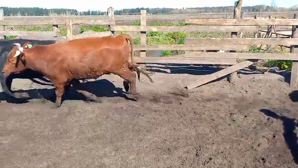 Lote 40 Novillo Gordo en Cabrero, VIII Región Biobío