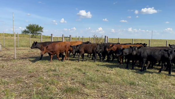 Lote 32 Terneros y Terneras en Cuchilla de Salto, Salto