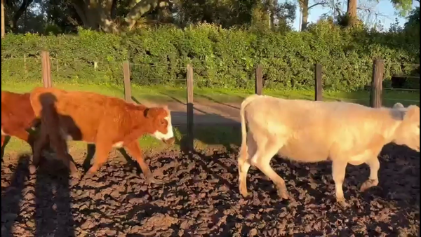 Lote VAQUILLONAS 1-2 AÑOS