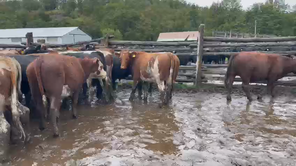 Lote 26 Novillo Engorda en Coyhaique, XI Región Aysén