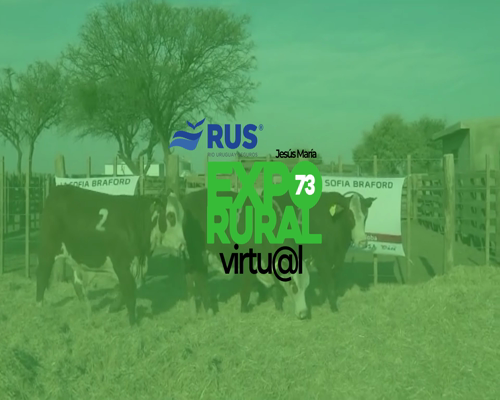 Lote VAQ BRAFORD PREÑADA ORIGEN