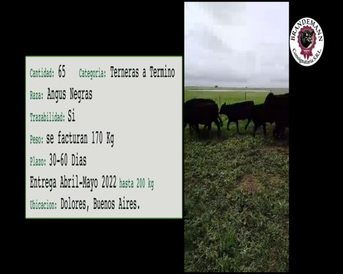 Lote 65 Terneras a Termino