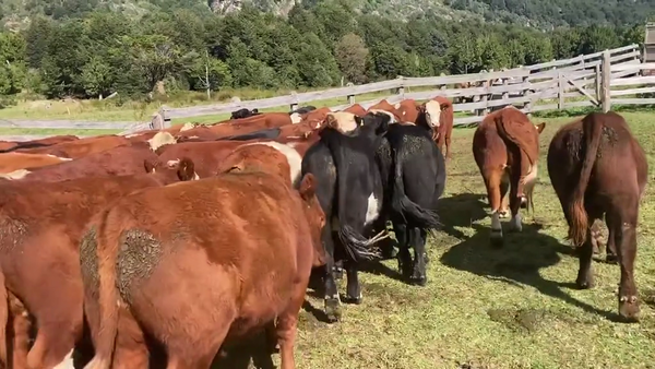 Lote 46 Novillo Engorda en Aysén, XI Región Aysén