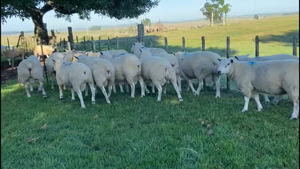Lote 15 carneros PI y PO