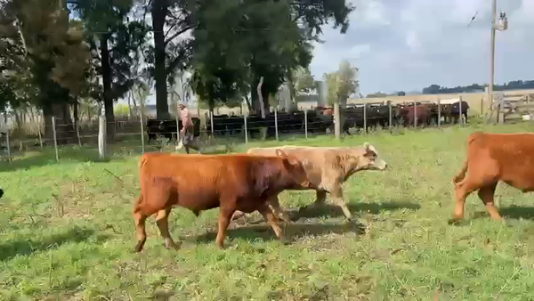 Lote 170 Terneros