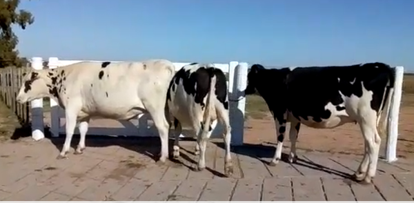 Lote 3 Vaquillonas en Morteros, Córdoba