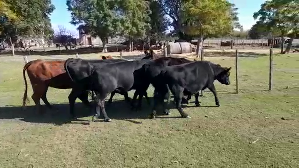 Lote VACAS PREÑADAS
