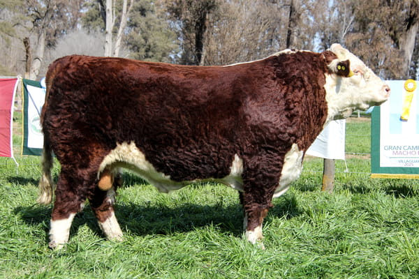 Lote Toro PP Bozal