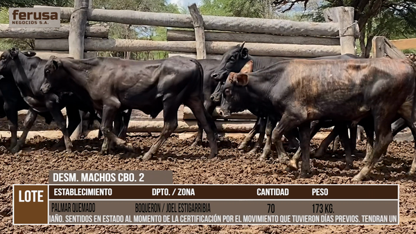 Lote PALMAR QUEMADO  - LOTE 11