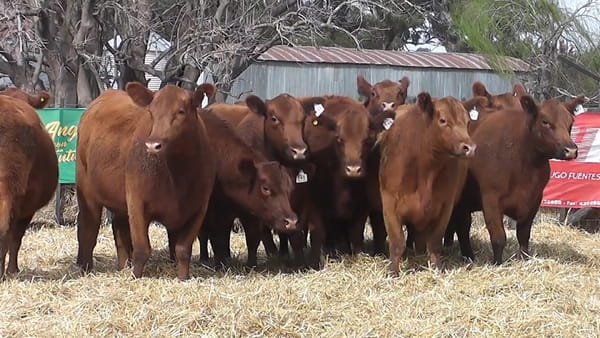 Lote VAQUILLONAS PURAS CONTROLADAS CON GARANTÍA DE PREÑEZ
