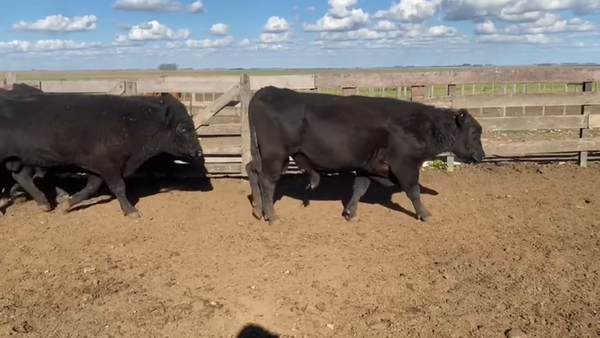 Lote Toros