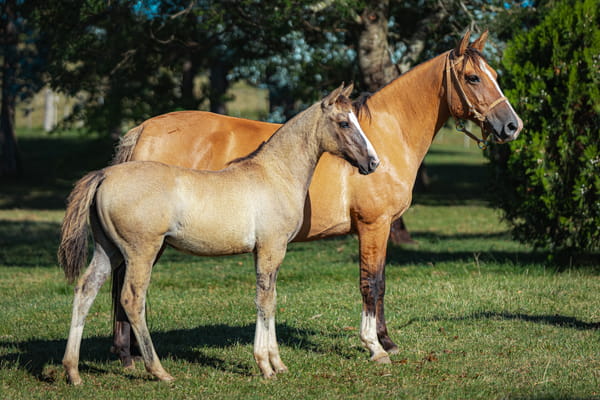 Lote Tobogan Fragata