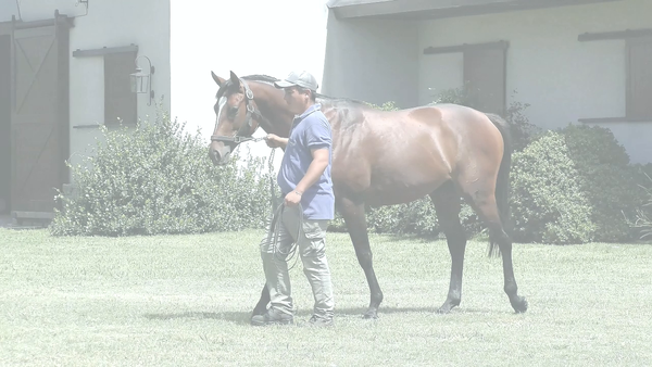 Lote ORDAGO RIDE (RERIDE -  GOIZUETA)