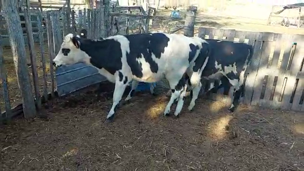 Lote 3 Terneras Normando y Cruza en Libertad