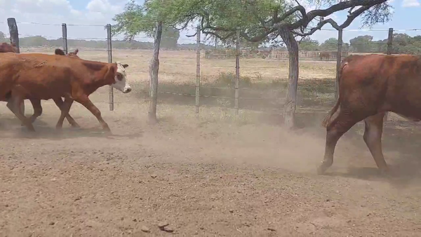 Lote 40 Novillitos y vaquillonas