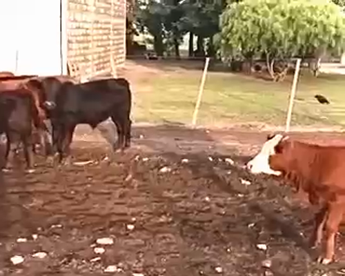 Lote 58 Terneros/as en Tilisarao, San Luis