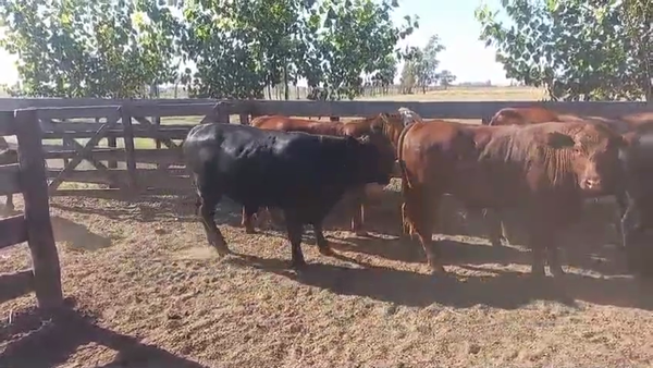 Lote 50 Novillitos en  ROSARIO
