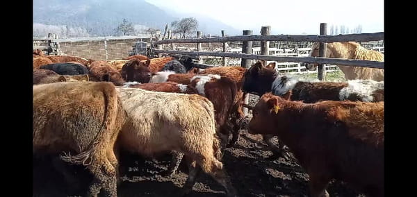 Lote 52 Ternero en Curicó, VII  Región Maule