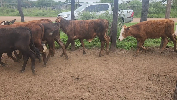 Lote 110 Terneros/as en San Lorenzo, Corrientes