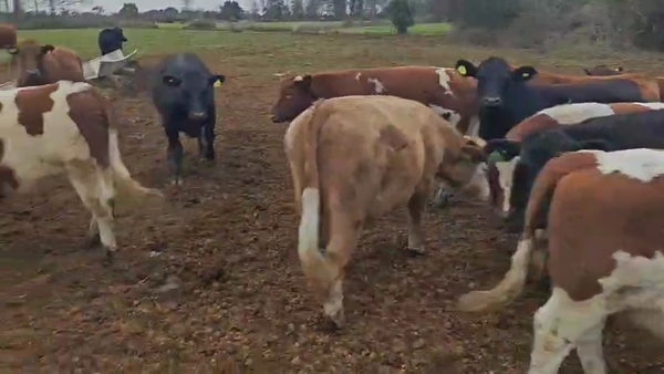 Lote 55 Novillo Engorda en Paillaco, XIV Región Los Ríos
