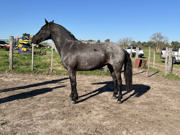 Lote NOVELA D RAMON