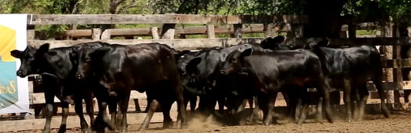 Lote VAQUILLAS CBO 1 REGISTRADAS - P/ SERVICIO
