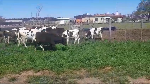 Lote (Vendido)19 Terneros Holando HOLANDO 115kg -  en COLONIA ITALIA