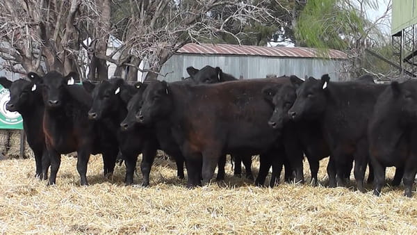 Lote VAQUILLONAS PURAS CONTROLADAS CON GARANTÍA DE PREÑEZ