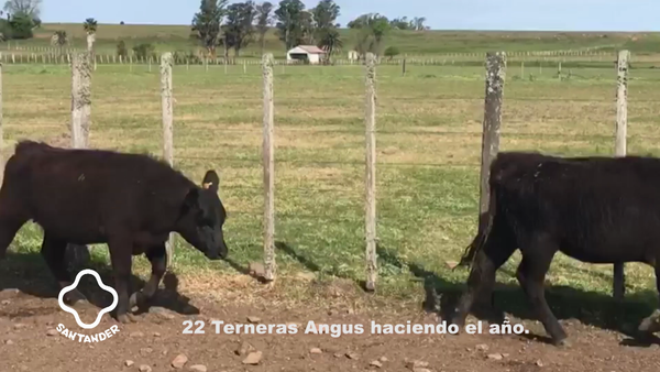 Lote 11 Terneras Angus, Artigas