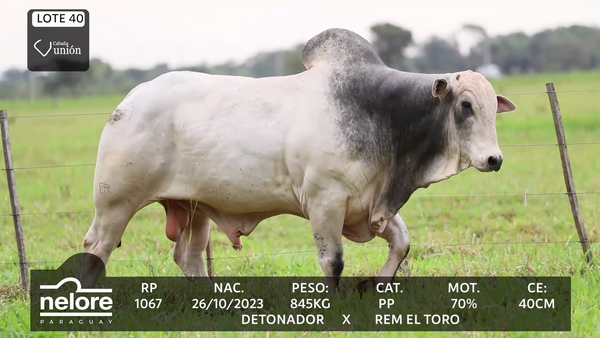 Lote LOTE 40