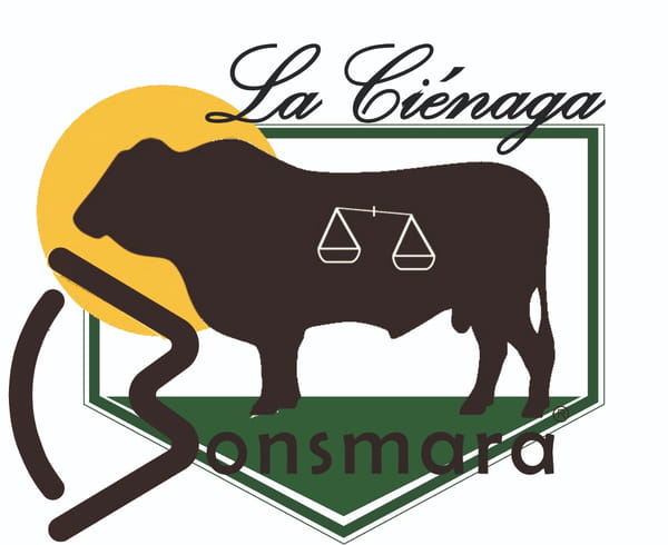 Lote TOROS PP BONSMARA