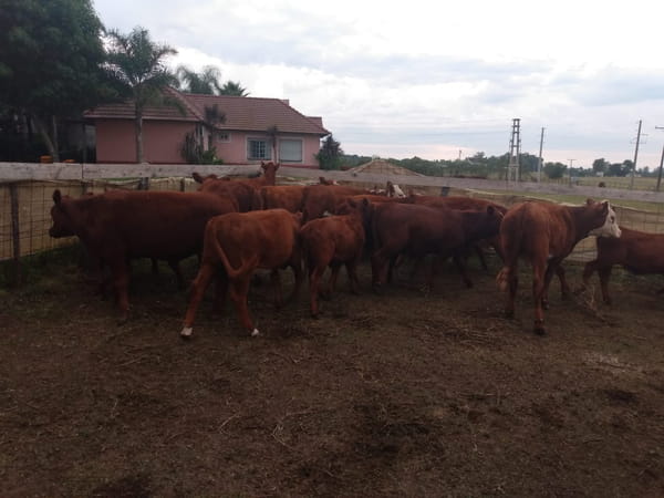 Lote SAENZ VALIENTE, BULLRICH Y Cia. S.A.