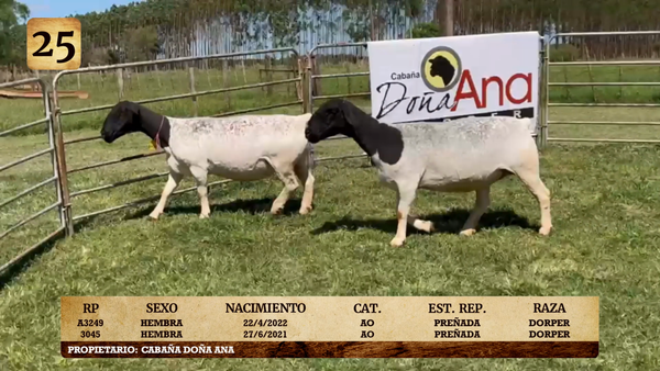 Lote LOTE 25