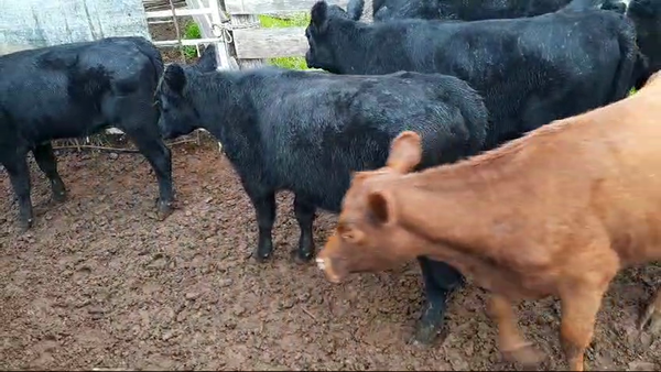 Lote (Vendido)9 Terneras Angus y Cruzas 215kg -  en Viboras