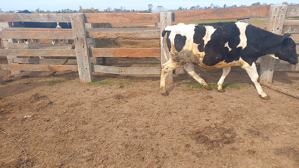 Lote 10 Novillitos Holando Argentino en Colonia Vignaud, Córdoba