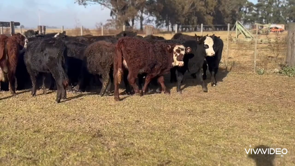 Lote 30 Terneros/as en Pila, Buenos Aires
